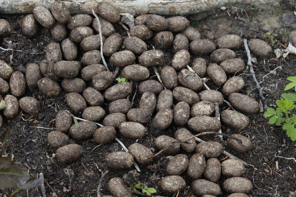 아기 변비 토끼똥 이유 해결방법5